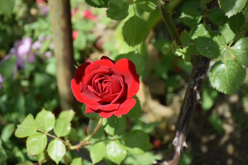 Азербайджан резко сократил импорт роз с основного рынка поставок