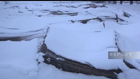 Cəlilabadda yağan qar kənd təsərrüfatına ziyan vurub