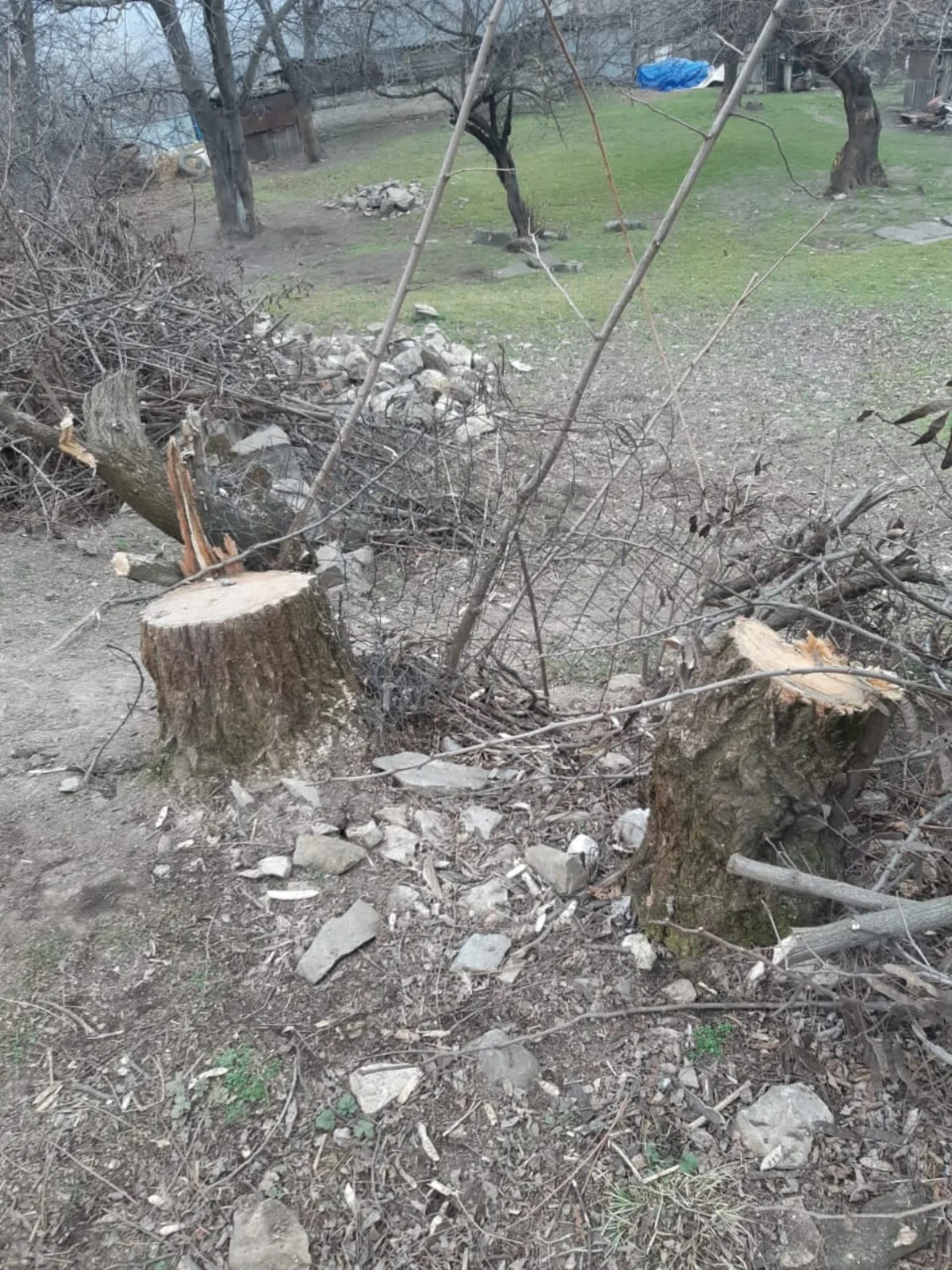 İki şəhər və üç rayonda ağaclar kəsilib