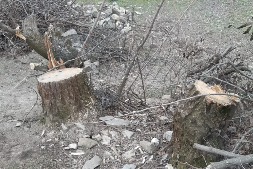 Выявлены факты незаконной вырубки деревьев в двух городах и трех районах