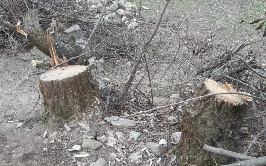 İki şəhər və üç rayonda ağaclar kəsilib