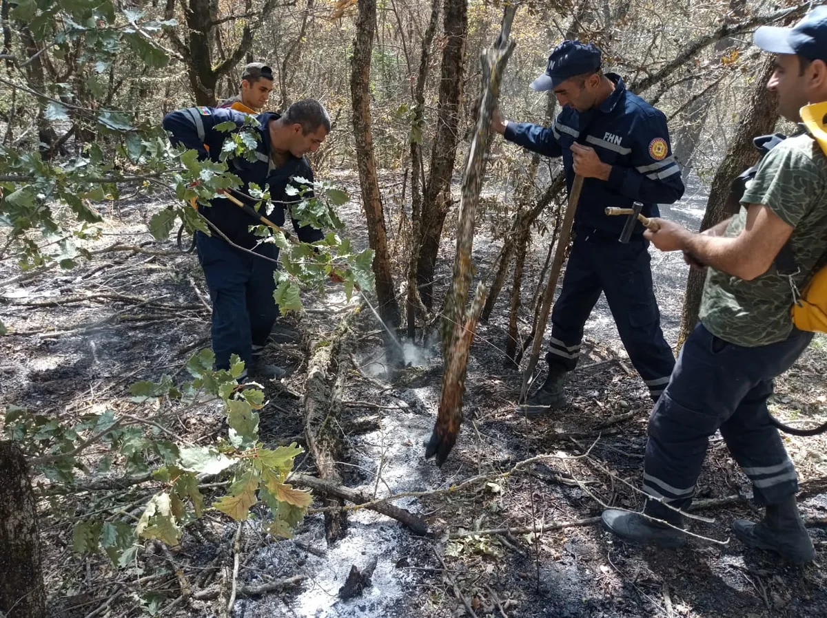Ağdamda 20 hektarlıq meşə ərazisi yanıb