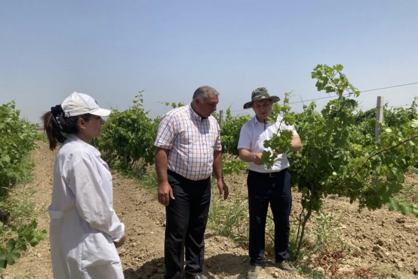 Nadir yerli üzüm sortlarının in vitro üsulu ilə çoxaldılmasına başlanılıb