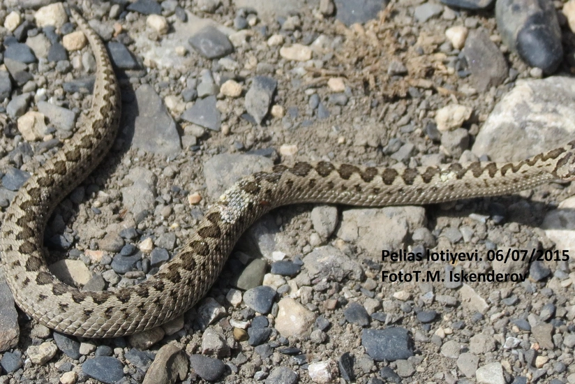 Azərbaycanda yeni növ ilan peyda olub - FOTO