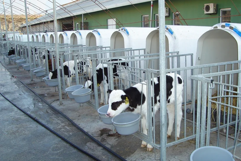 Aqrolizinq iribuynuzlu cins damazlıq heyvanların alınması üçün tender keçirir