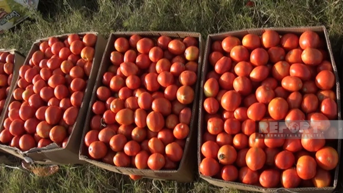 Biləsuvarlı fermerlər pomidorun ucuzlaşmasından əziyyət çəkir