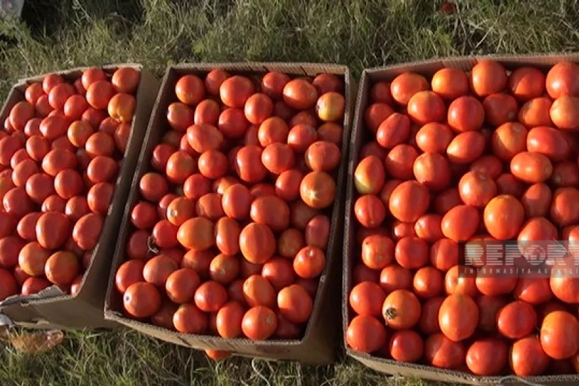 Biləsuvarlı fermerlər pomidorun ucuzlaşmasından əziyyət çəkir