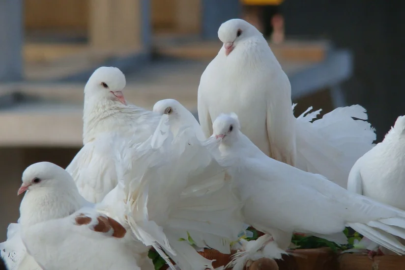 Yaponiyada göyərçini vuraraq öldürən taksi sürücüsü həbs edilib