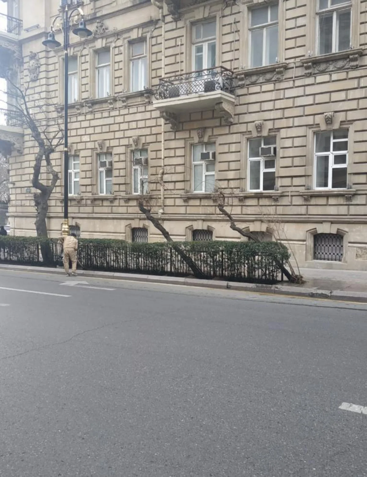 ETSN: Bakıda qurumuş ağaclar yeniləri ilə əvəzlənib