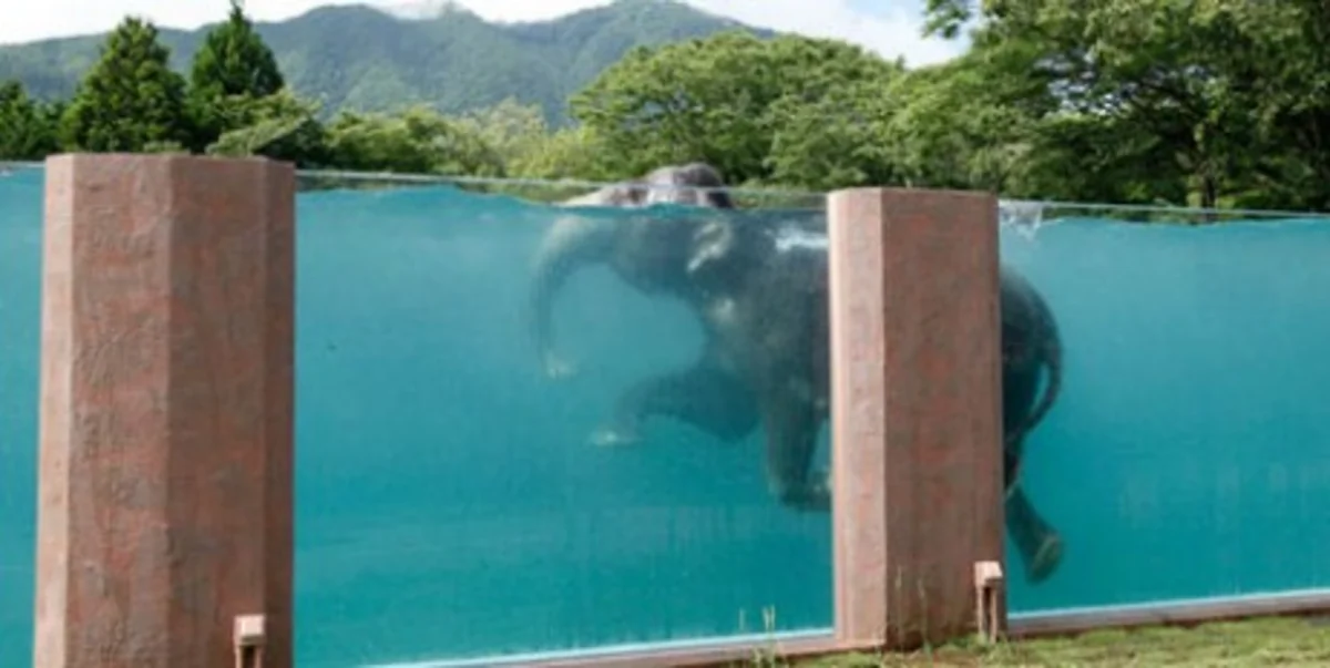 Japan builds transparent pool  for elephants in zoo - VIDEO