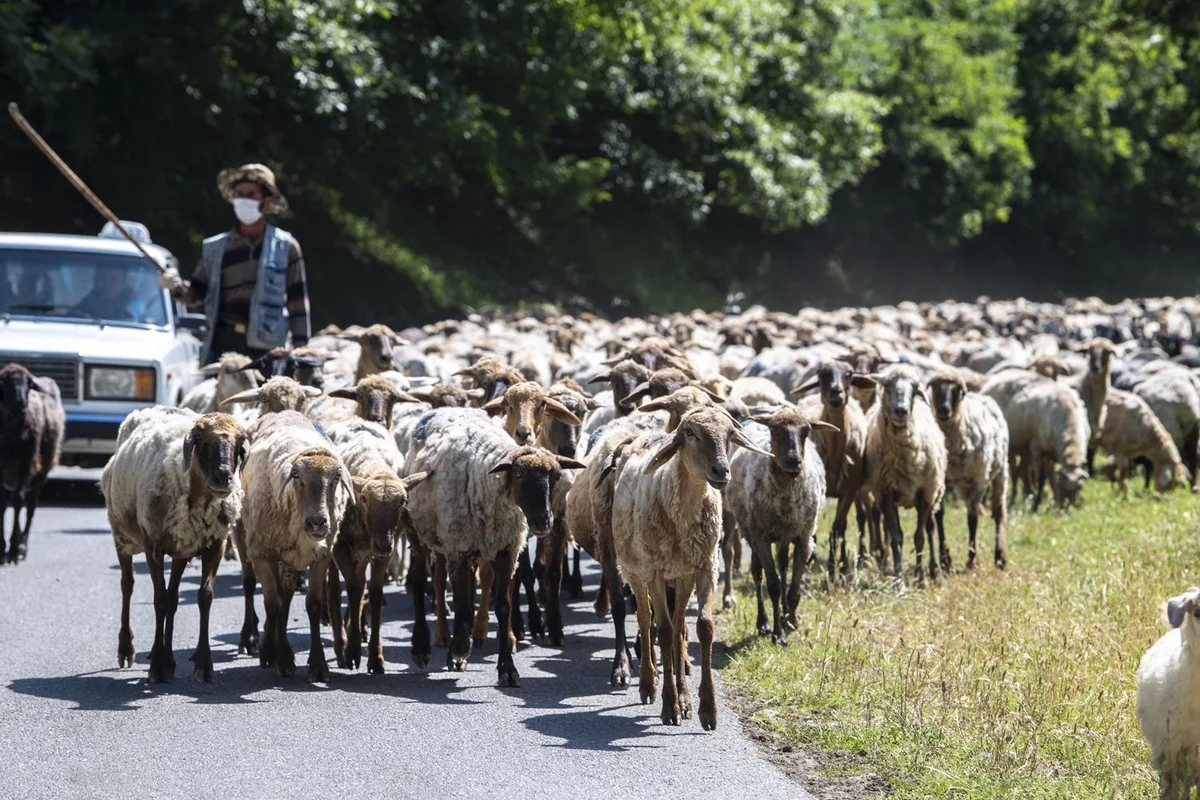 Azərbaycanda qoyun sürülərinin yaylağa köçü başlayıb