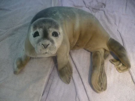 5 day-old baby seal stuck in mud rescued by cows in England