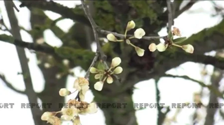 Güclü qar Cəlilabadda kənd təsərrüfatına ziyan vurub 