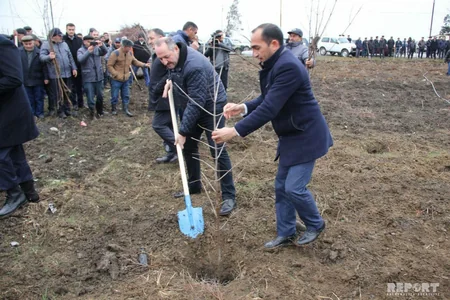 Cəlilabadda 5 mindən artıq ağac əkilib - FOTO