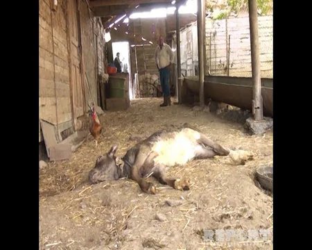 İsmayıllıda iri və xırdabuynuzlu heyvanlar kütləvi tələf olur - FOTO