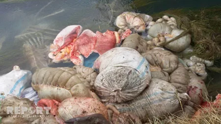 Bərdədə xeyli sayda kəsilmiş atın daxili orqanları və sümükləri aşkar edilib