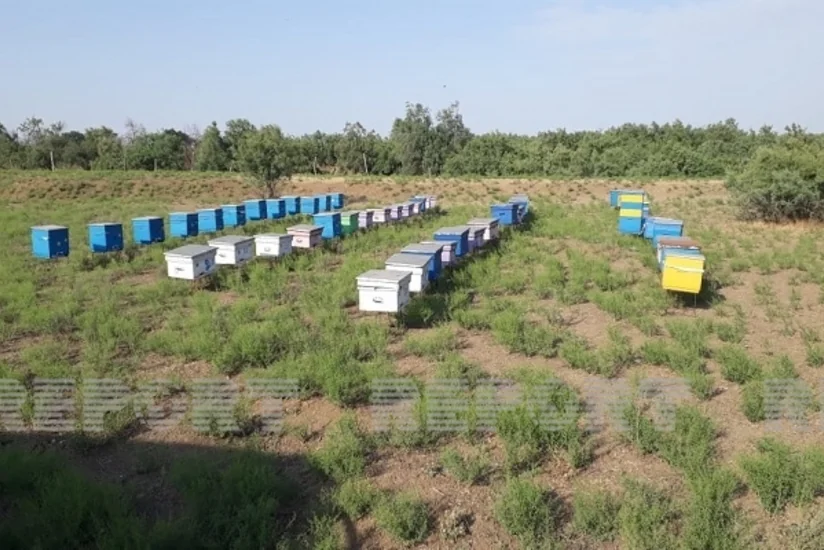 Biləsuvar İcra Hakimiyyəti Astara arıçılarına xəbərdarlıq edib