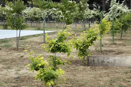 Qarabağdan tinglər gətirib, Bakıda əkə bilərik - Nadir ağaclar parkından REPORTAJ