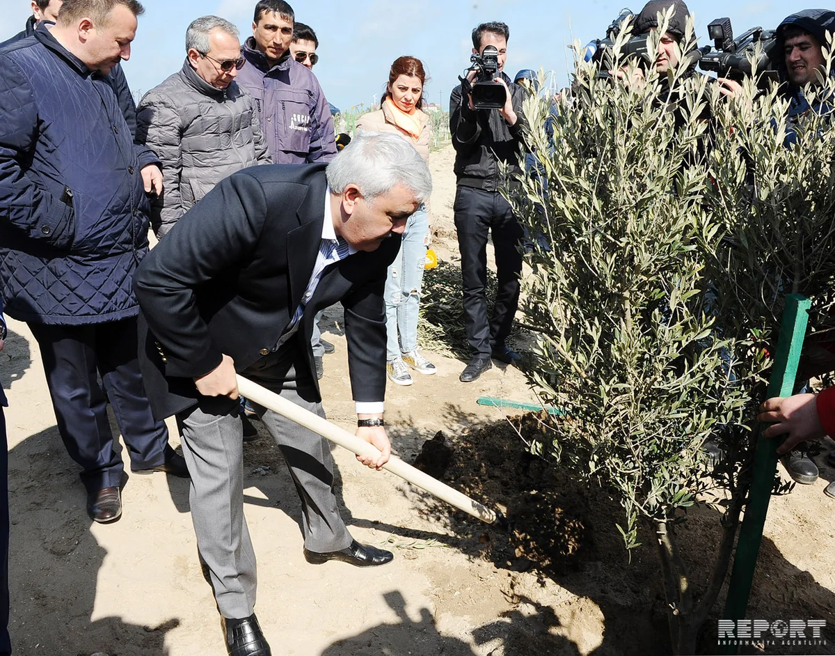 SOCAR növbəti genişmiqyaslı ağacəkmə kampaniyasına start verib - FOTOREPORTAJ