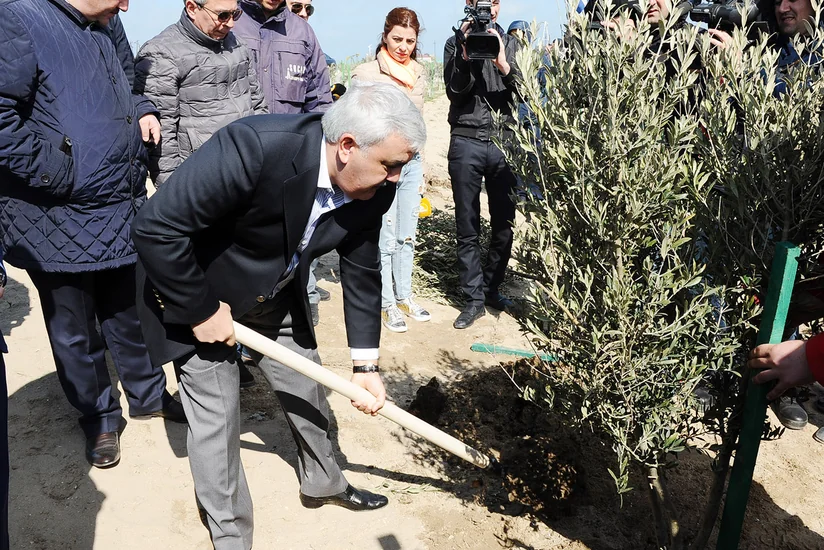 SOCAR növbəti genişmiqyaslı ağacəkmə kampaniyasına start verib - FOTOREPORTAJ