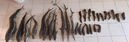 Qanunsuz balıq ovladıqlarına görə 20 nəfər saxlanılıb