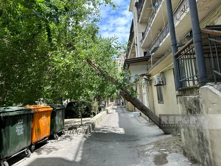 Bakıda qəzalı vəziyyətə düşən ağac sakinlər üçün təhlükəyə çevrilib
