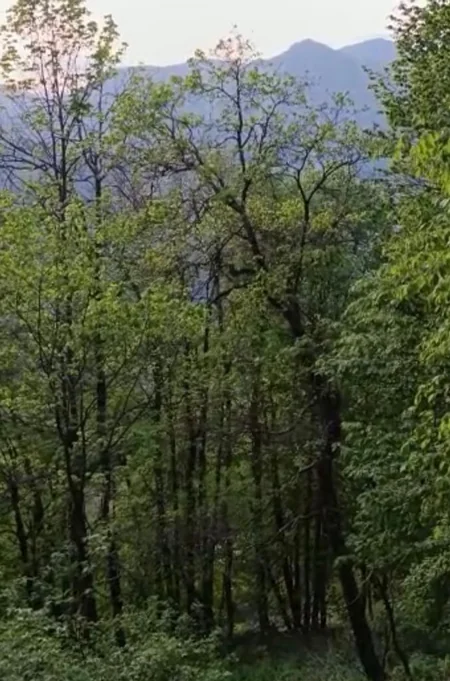 Qəbələdə dağlıq ərazidə köməksiz vəziyyətdə qalan şəxs xilas olunub