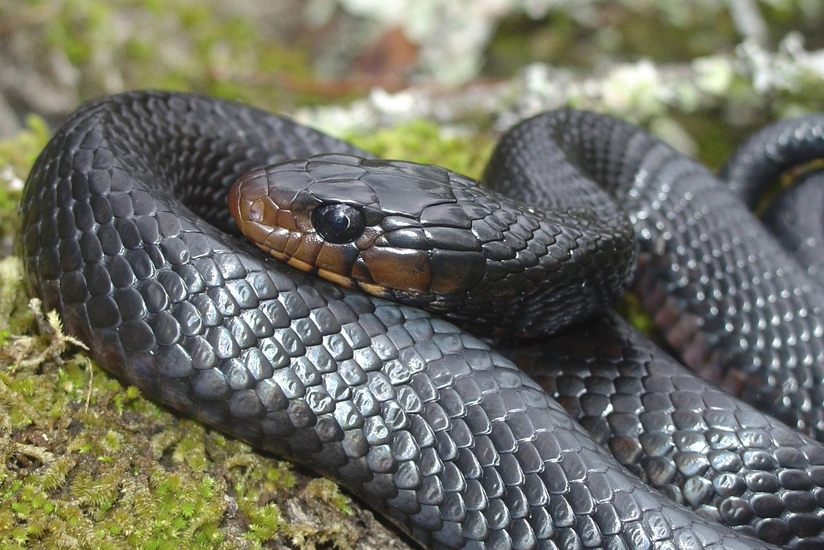 Azərbaycanda hər il 100-dən çox insanı ilan sancır
