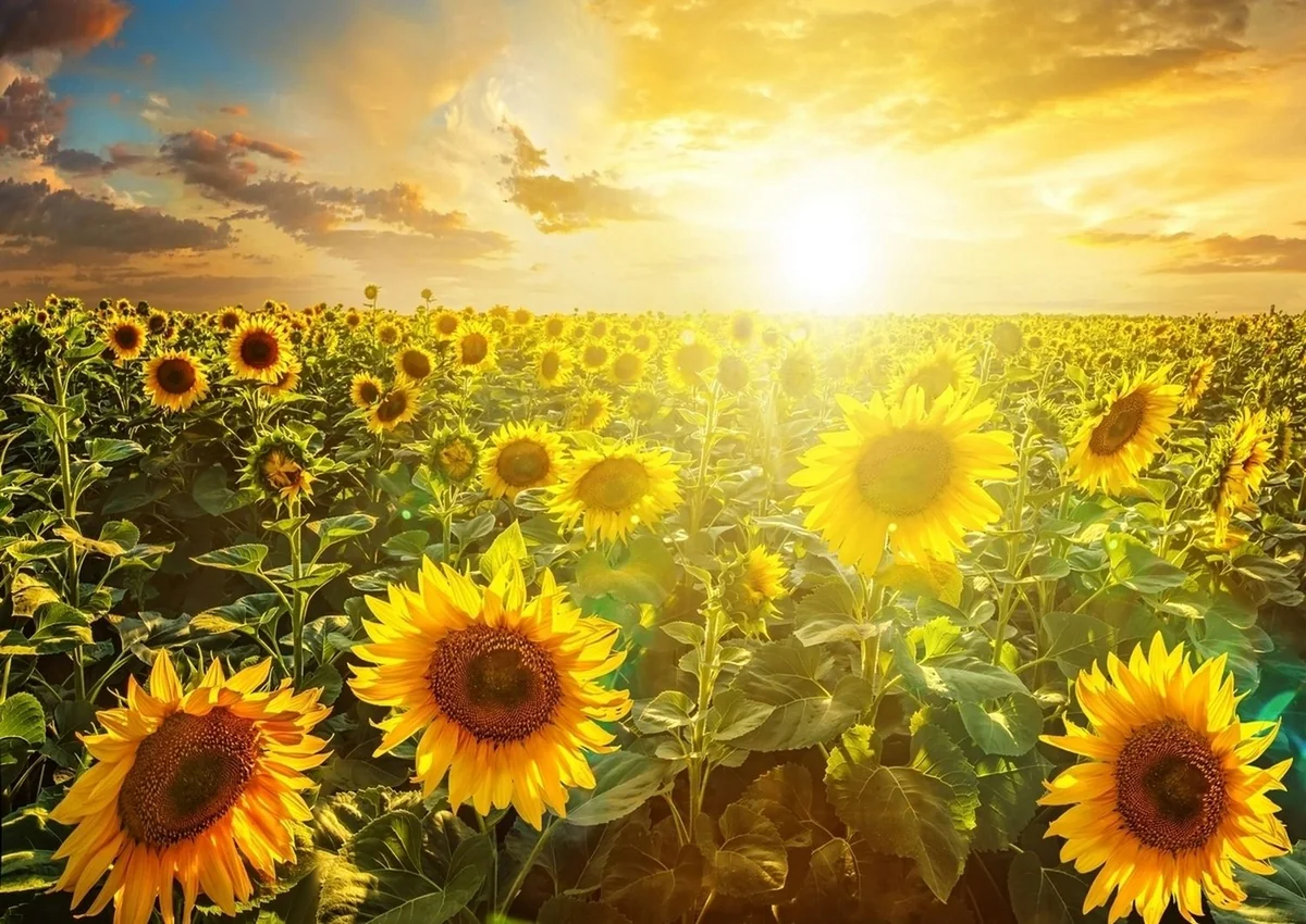 Weather will be sunny tomorrow in Azerbaijan