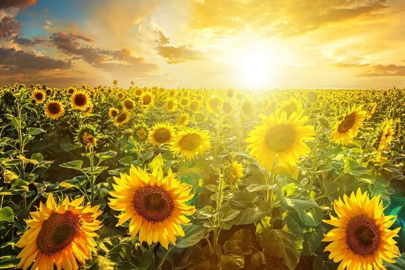 Weather will be sunny tomorrow in Azerbaijan
