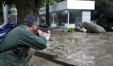 ​Tbilisidə zooparkdan qaçan sonuncu heyvan da tapılıb