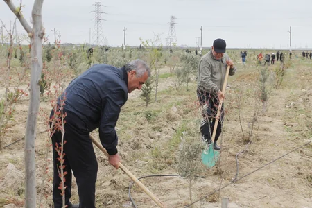 Bakıda Beynəlхalq Yer Günü ilə əlaqədar iməcilik keçirilib
