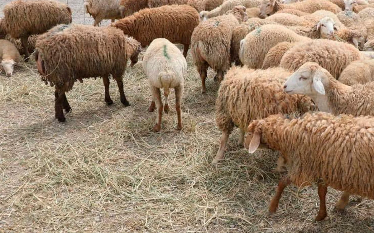 Qurbanlıq heyvanların satış və kəsim məntəqələri – Biləsuvar niyə “unudulub?”