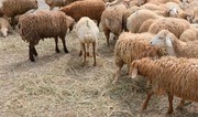 Qurbanlıq heyvanların satış və kəsim məntəqələri – Biləsuvar niyə “unudulub?”