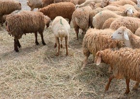 Биласувар остался без пунктов продажи и забоя жертвенных животных в Гурбан-байрам