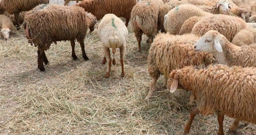 Qurbanlıq heyvanların satış və kəsim məntəqələri – Biləsuvar niyə “unudulub?”
