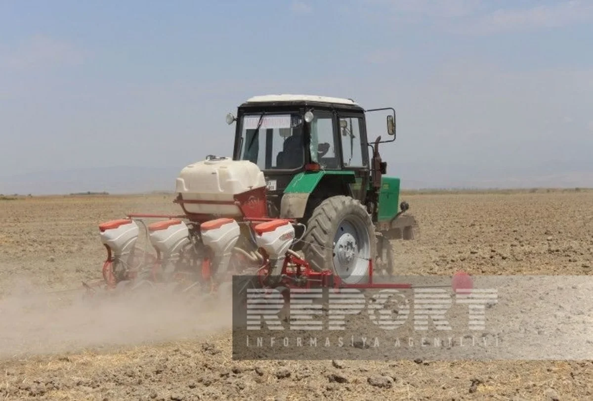 Masallıda noxud sahələri iki dəfə artıb 