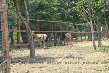 Tbilisi zooparkının sevimli və nəcib sakinləri - Azərbaycanın hədiyyəsi - VİDEOREPORTAJ