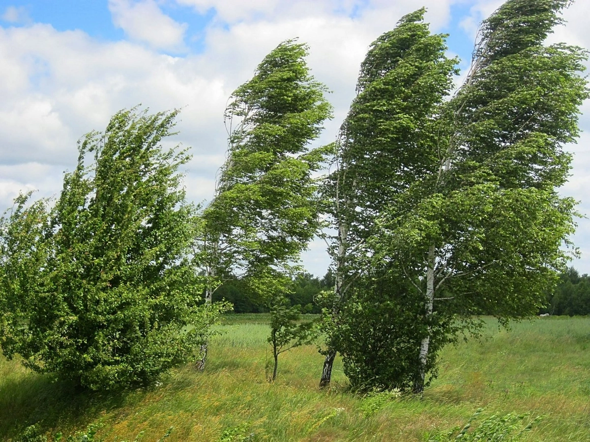 Bakıda külək güclənib - FAKTİKİ HAVA