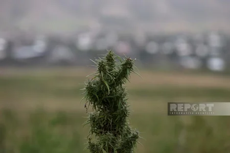 В Ходжалы обнаружена очередная плантация наркотиков