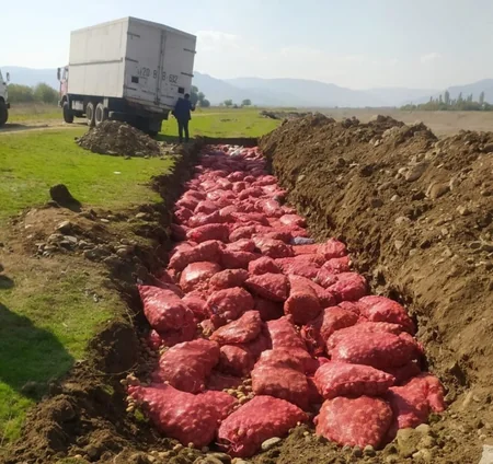 Rusiyadan Azərbaycana gətirilən kartofda zərərverici aşkarlanıb