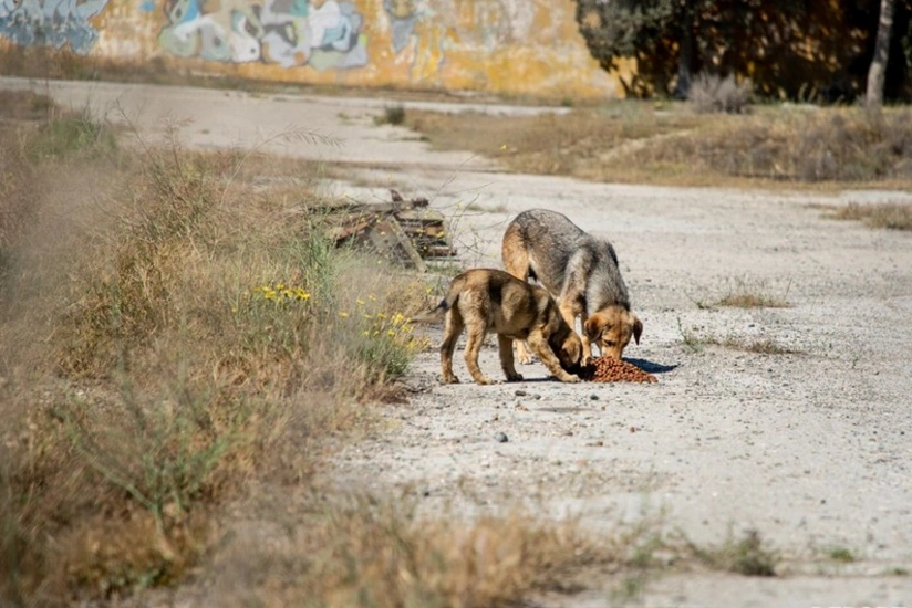 Cəlilabadda sahibsiz itlər üçün sığınacaq tikiləcək
