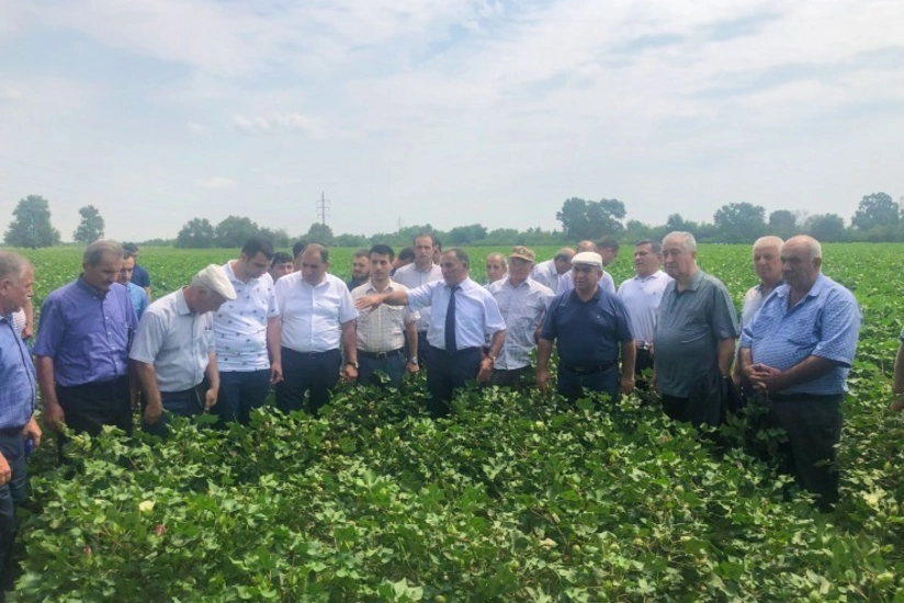 Ucarda Çin texnologiyası ilə əkilən pambıq sahəsində aqrotexniki qulluqla bağlı tarla seminarı keçirilib