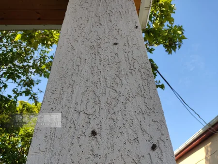Zaqatala və Balakənə böcəklərin kütləvi hücumu baş verib