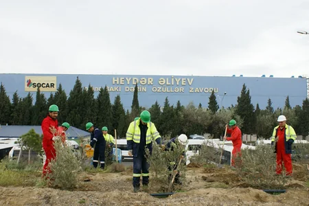SOCAR “Heydər Əliyev İli” çərçivəsində ağacəkmə aksiyası təşkil edib
