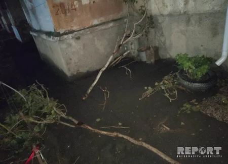 Güclü külək Sumqayıtda ağacları kökündən qoparıb - FOTO