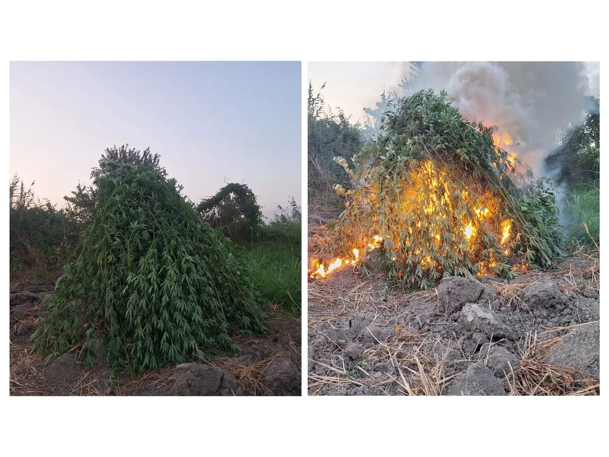 Sabirabadda 2 tondan çox çətənə bitkisi məhv edilib