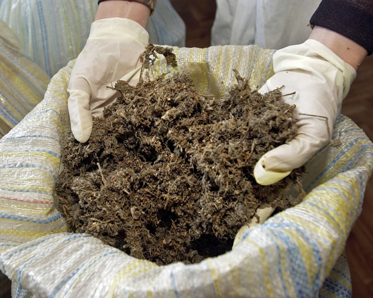 В Зардабском районе обнаружено и изъято более четырех тонн конопли