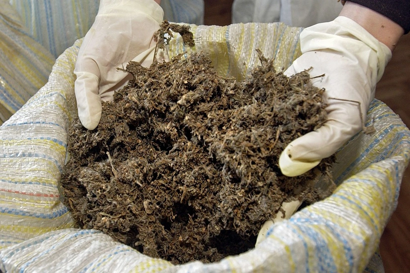 More than 4 ton hemp plant destroyed in Zardab