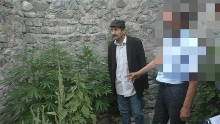 Qaxda evinin həyətində narkotik becərən şəxs saxlanılıb